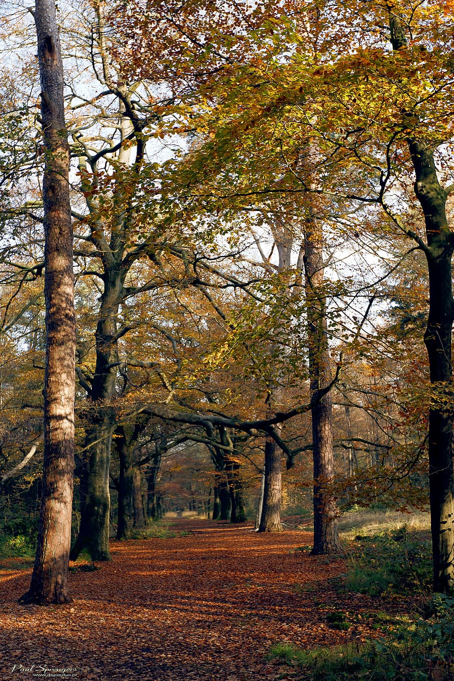 Forest, Nature, Autumn, Trees, Parks, leaf, change, plant, tranquility HD wallpaper