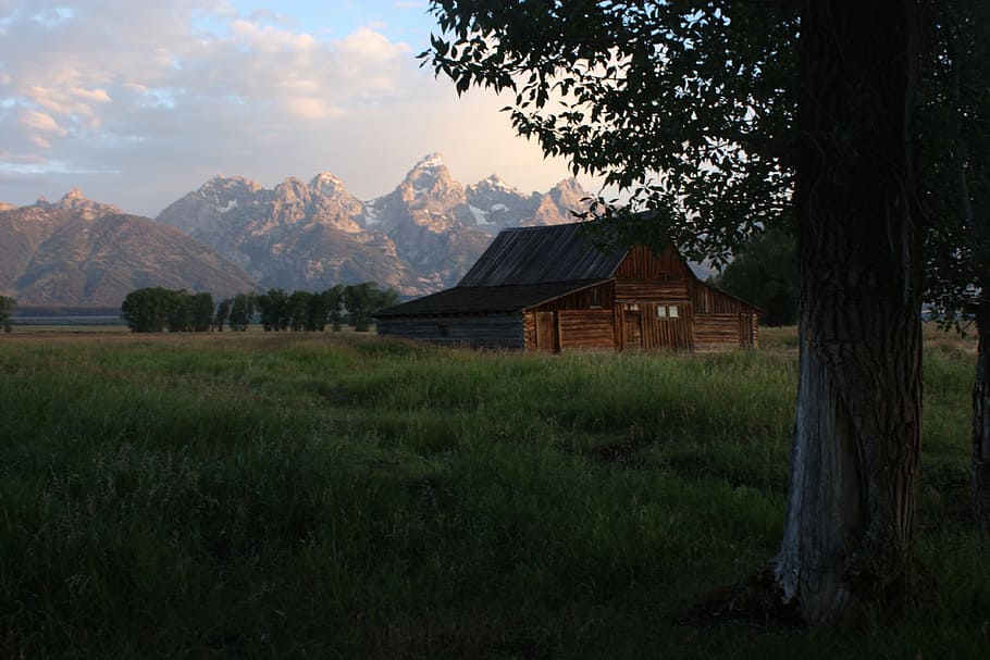 brown wooden house on grass near tree, cabin, mountains, remote HD wallpaper