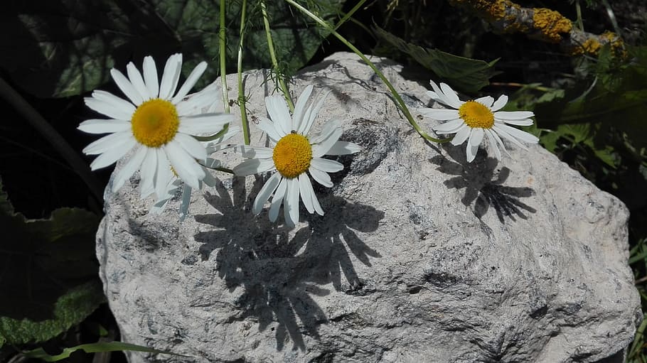 Chamomile, Nature, summer, june, flower, outdoors, growth, plant HD wallpaper