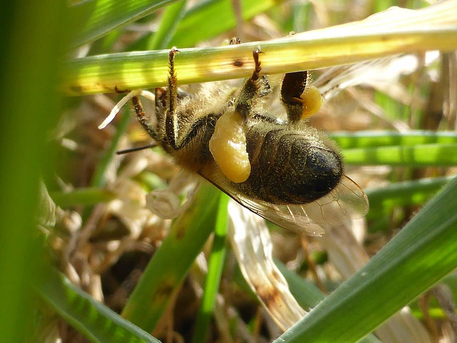 nature, bee, insect, spring, animal themes, animal wildlife HD wallpaper