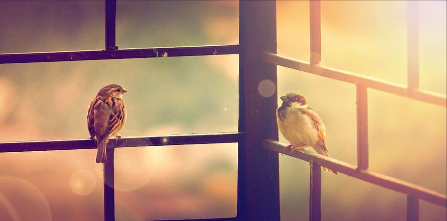two small birds and sunlight, animals, sitting, outdoor, wildlife