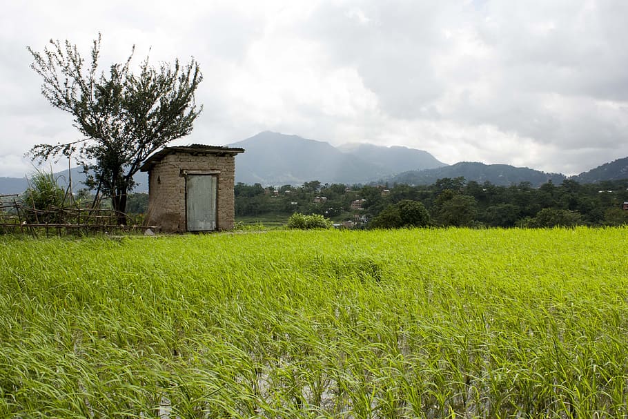 Rice, Fields, Agriculture, Paddy, Field, countryside, farming HD wallpaper