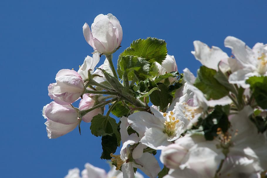 Apple Blossom, Bloom, Flowers, Spring, lenz, one, the four seasons HD wallpaper