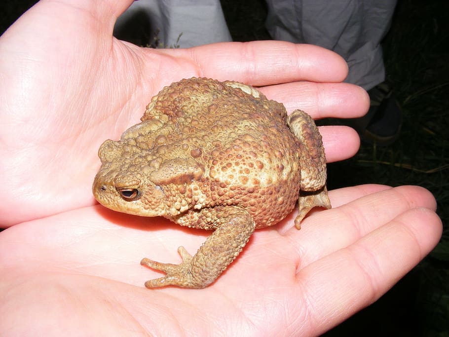 toad, reptile, nature, hands, cold blooded animals, one person HD wallpaper
