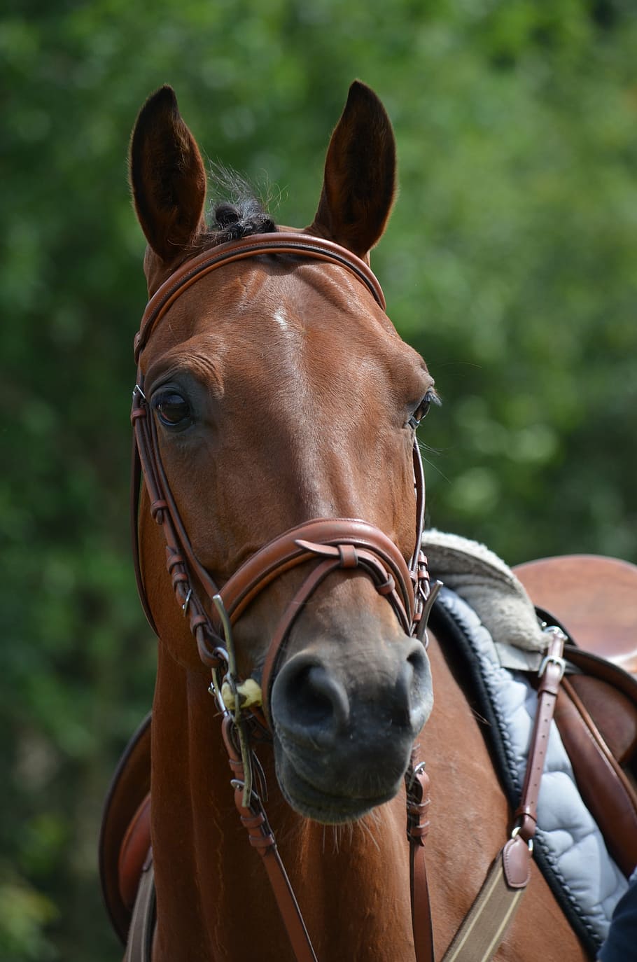 selective focus photography of brown horse, tournament horse, HD wallpaper