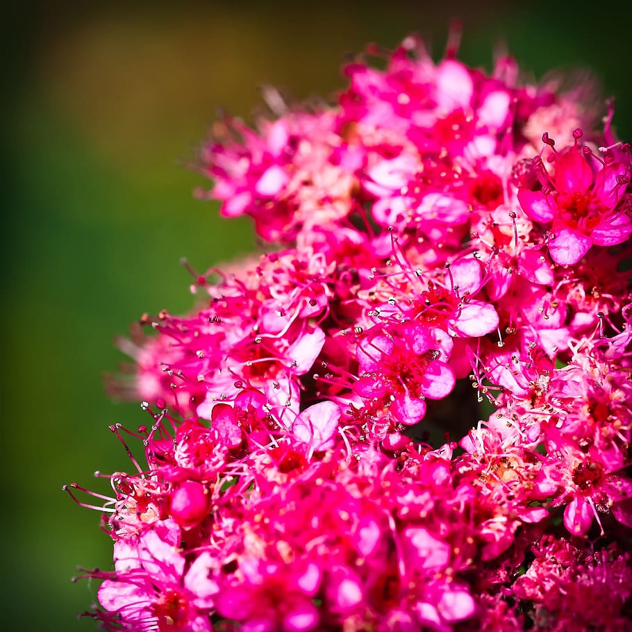 hyacinth, flower, flowers, spring, spring flower, pink, fragrant flower HD wallpaper