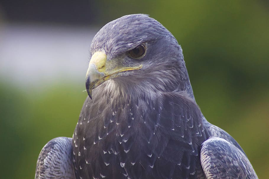 eagle, bird, head, beak, falcon, feather, wildlife, hawk, animal themes HD wallpaper