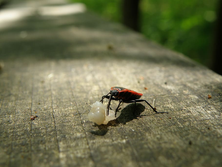 ladybug, macro, error, forest, animal, nature, bench, animal themes HD wallpaper