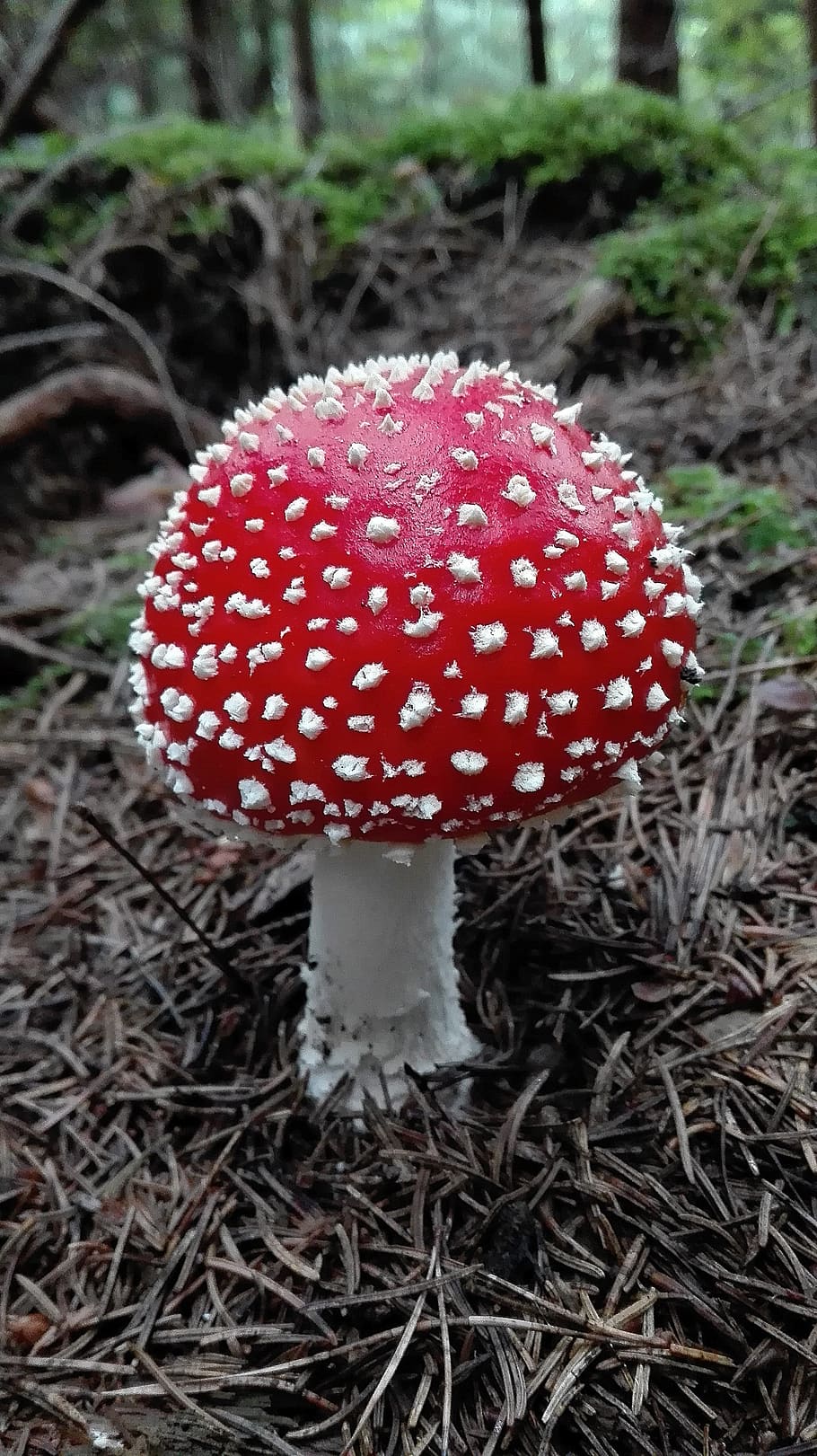 fly agaric, bright red, about, toxic, mushroom, fungus, fly agaric mushroom HD wallpaper