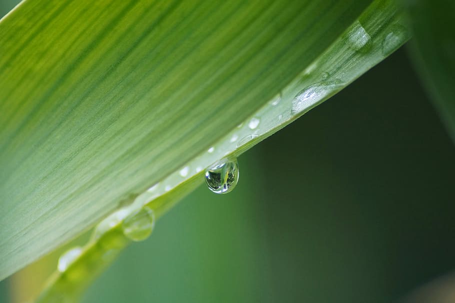photography of green leafed with water drop, water droplet, plant HD wallpaper