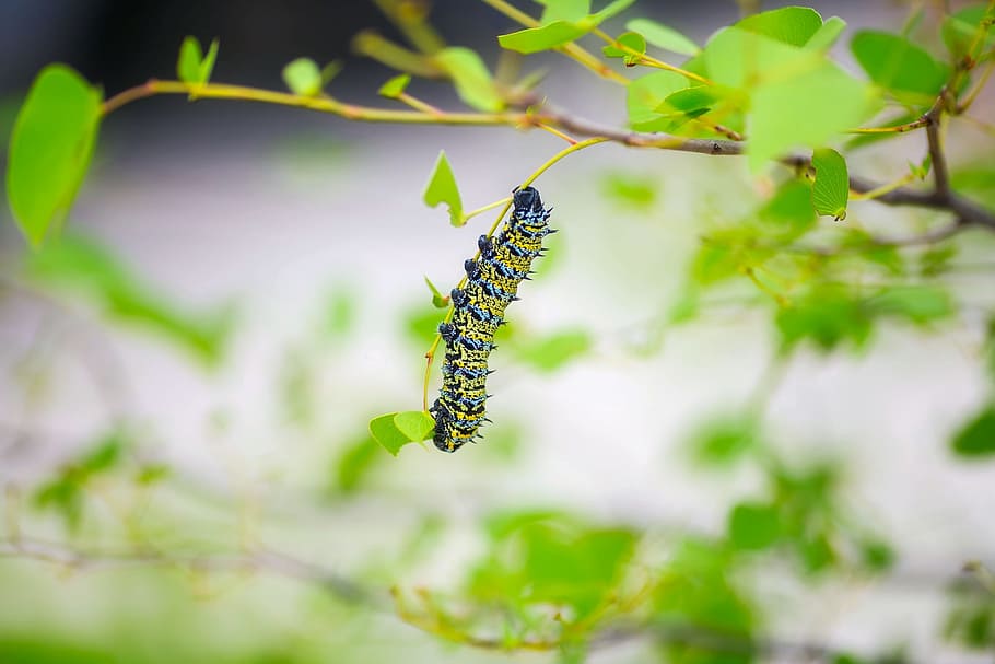 yellow and green caterpillar perching on green leaf plant during daytime HD wallpaper
