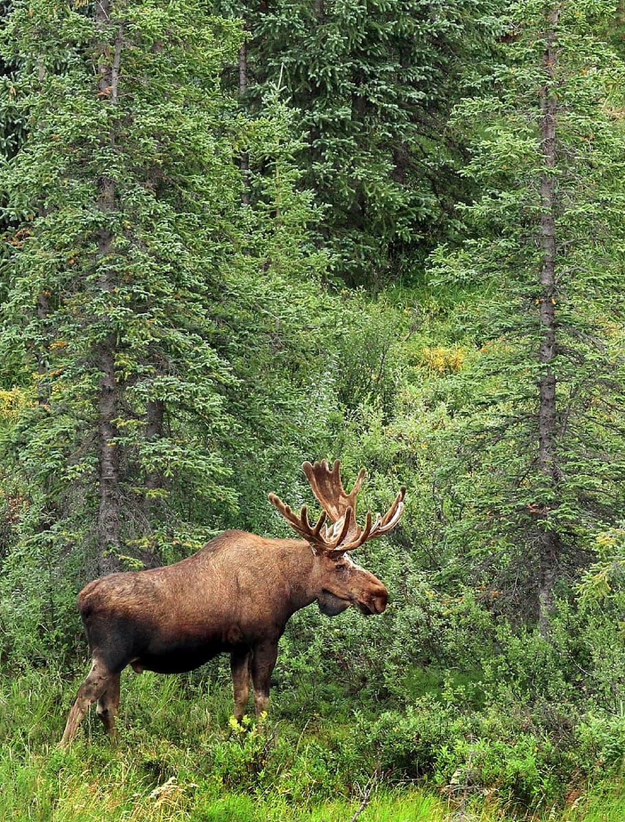 brown moose standing in the middle of forest, bull, portrait, HD wallpaper
