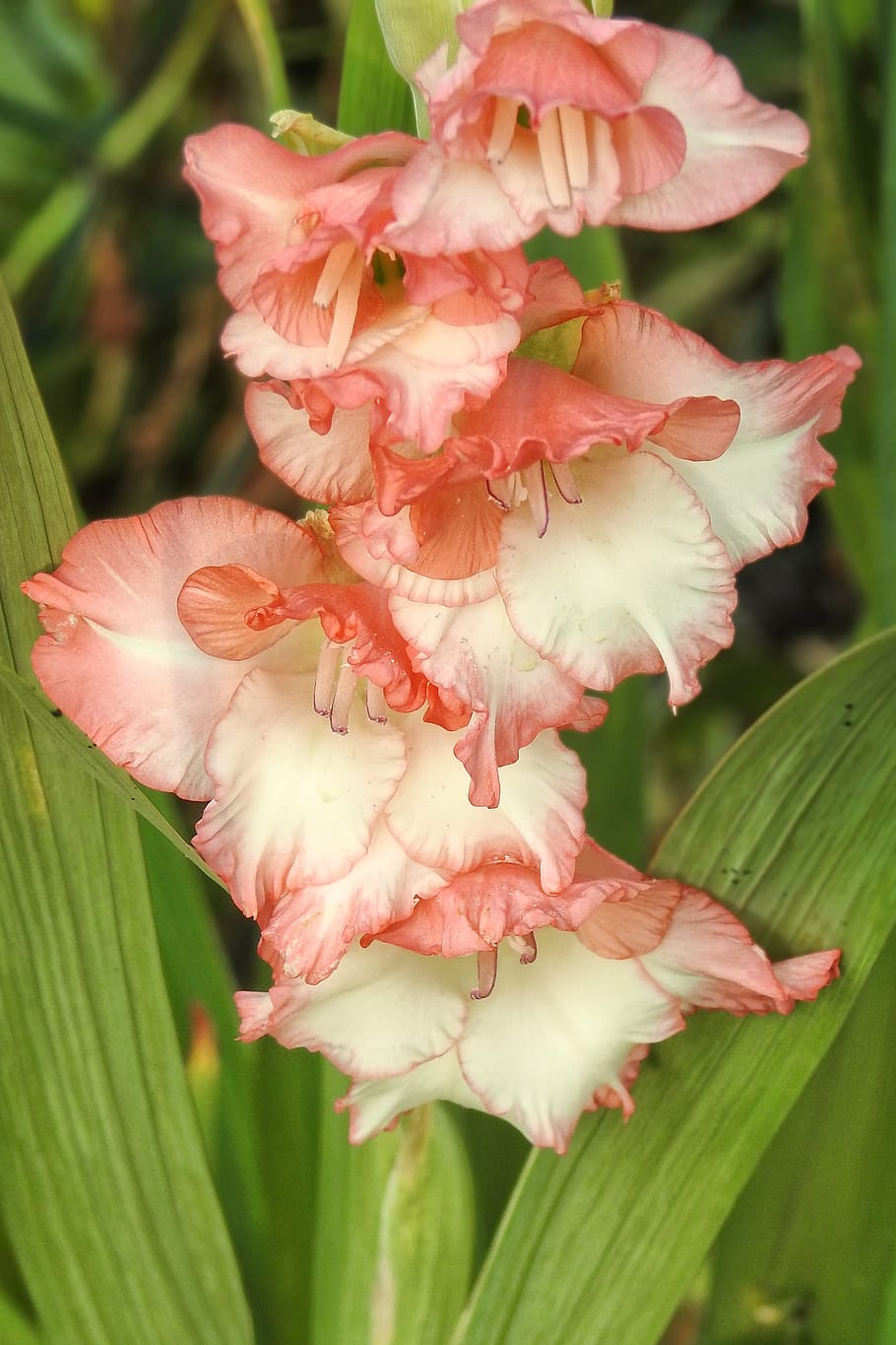 gladiolus, flowers, bloom, summer, bright, nature, plant, petal HD wallpaper