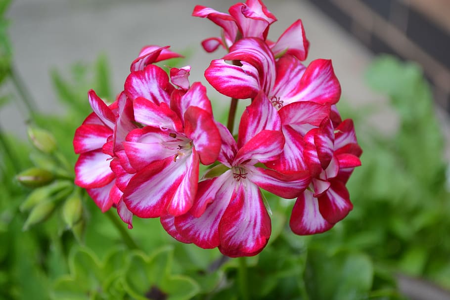 geranium, ivy-leaf, pink, white, flower, bloom, flowering, annual HD wallpaper