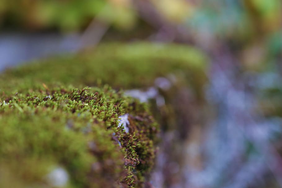 moss, autumn, fall, nature, plant, selective focus, growth HD wallpaper
