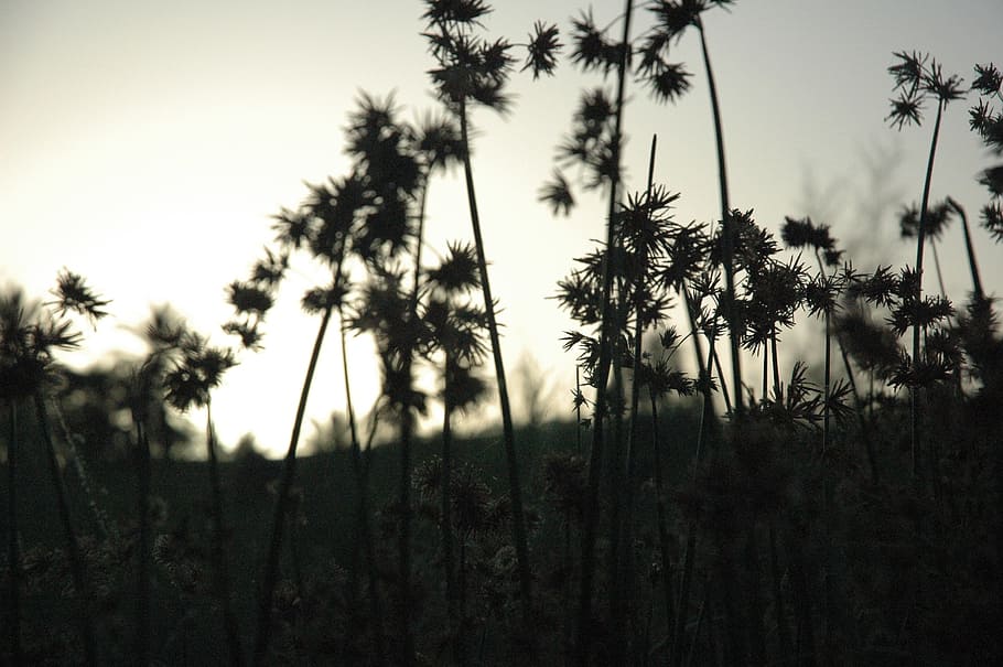 Plants, Silhouettes, Dark, Flora, vegetation, tall, stems, leaves HD wallpaper
