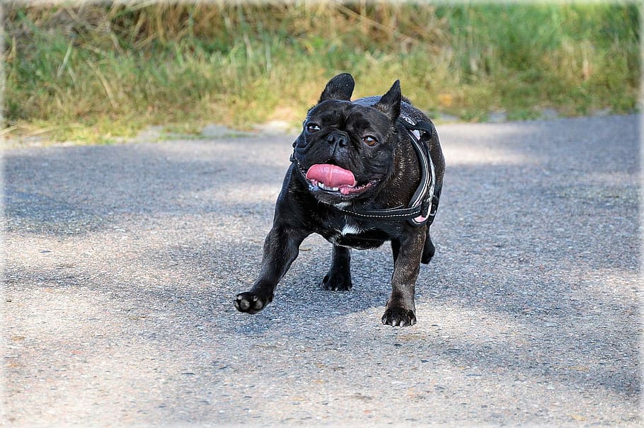 Dog, Breed, Bulldog, Pet, Animal, domestic, mammal, young, adorable HD wallpaper