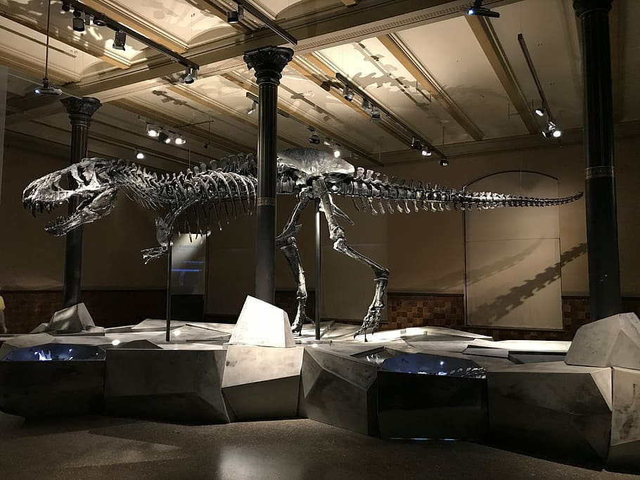 Tyrannosaurus Rex bone on museum, dinosaur, t rex, skeleton, evolution