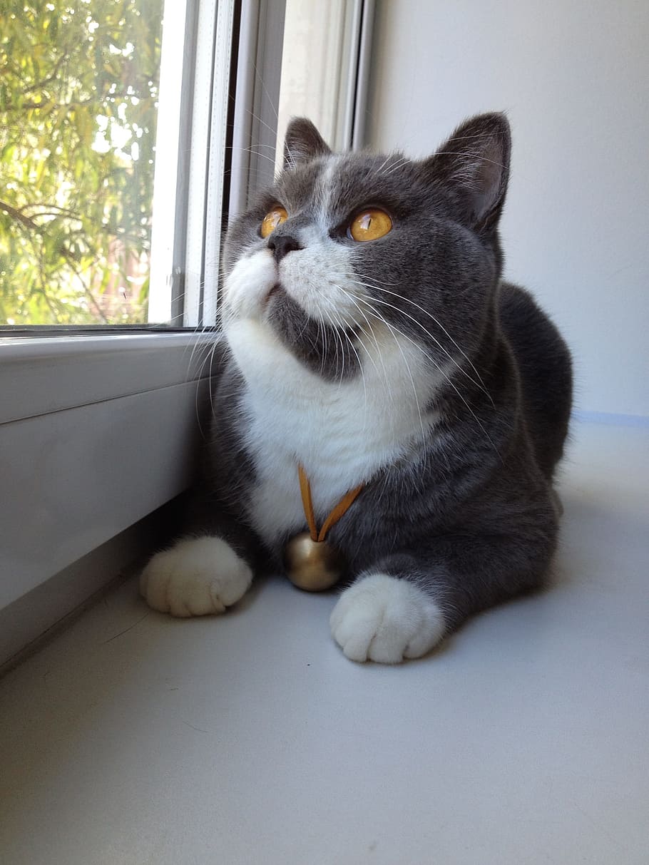 short-haired gray and white cat beside window, purebred cat, animals, HD wallpaper