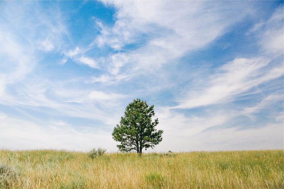 grass, field, tree, blue, sky, plant, landscape, environment HD wallpaper