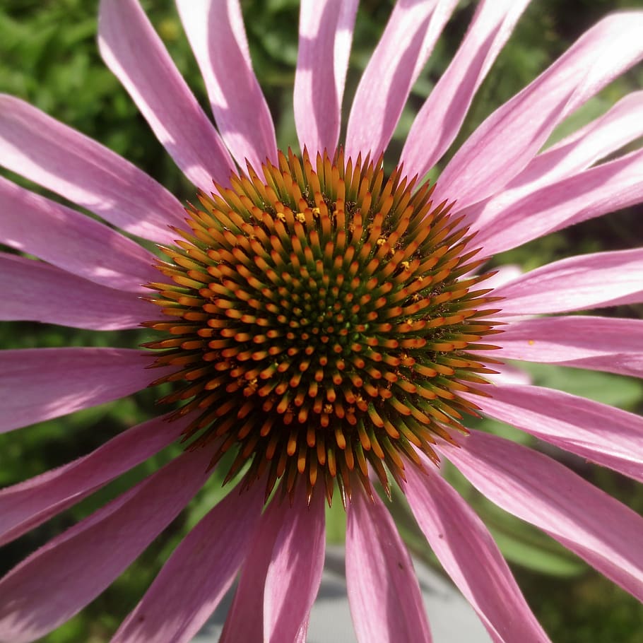 échinée, flower, pink, centre, flowering plant, fragility HD wallpaper