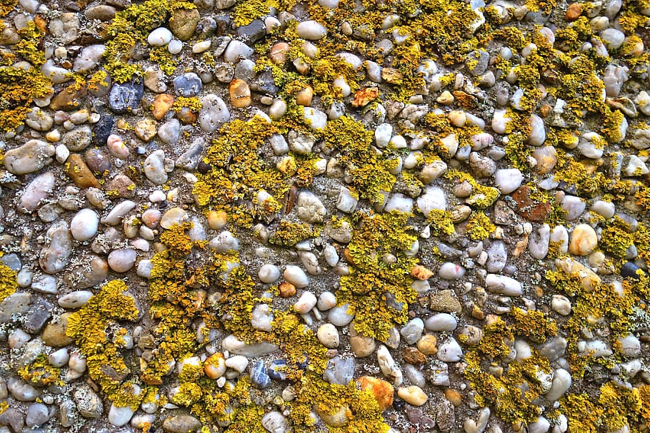 lichen, algae, cyanobacteria, growth, pebble, stone, texture, HD wallpaper