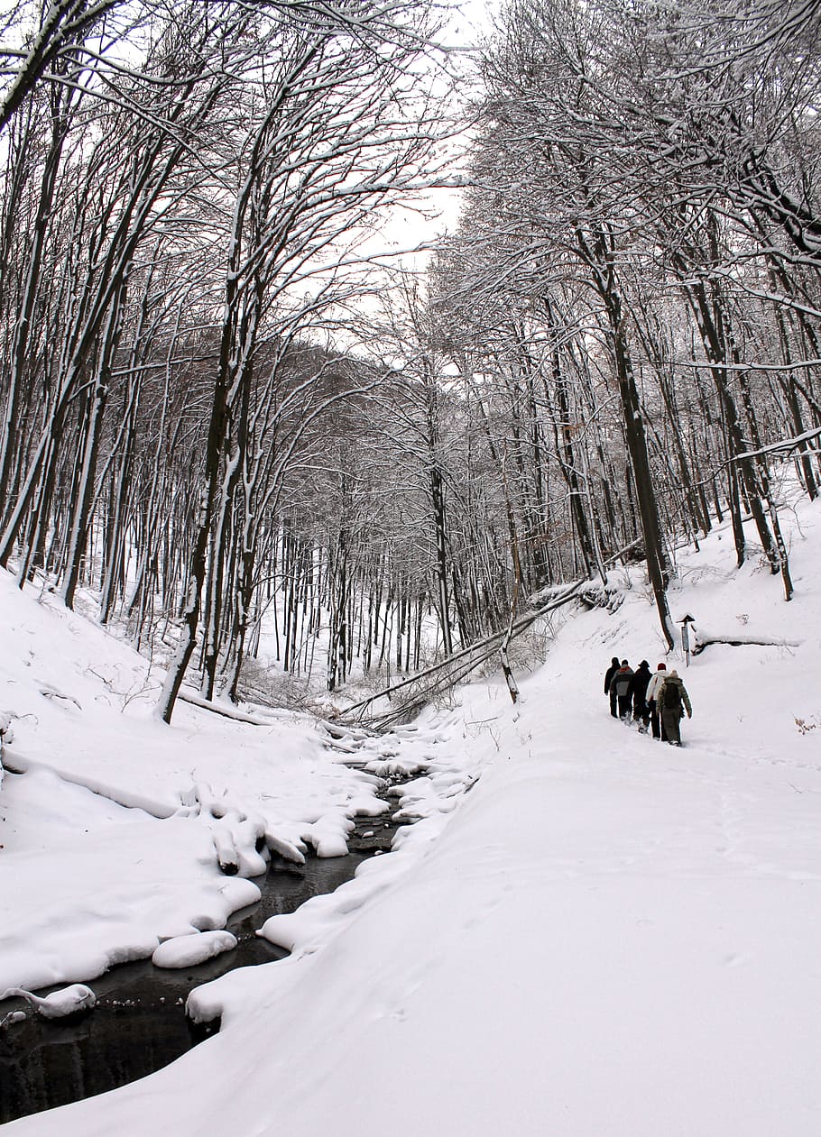 Winter, Forest, Snow, Hiker, Nature, season, cold, frost, tree HD wallpaper