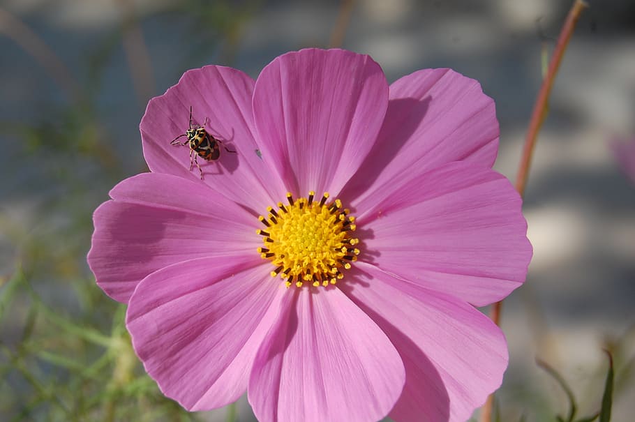 flower, nature, spring, insect, summer, close-up, bee, plant HD wallpaper