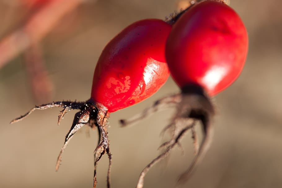 Rose Hip, Canina, Fruit, Wild Rose, red, nature, plant, rose greenhouse HD wallpaper
