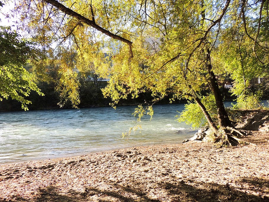 beach, river, tree, water, nature, autumn, plant, tranquility HD wallpaper