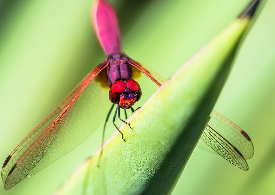Dragonfly, Insect, Close, green color, animal themes, animals in the wild HD wallpaper