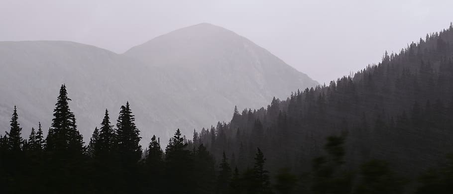 tree, plant, nature, mountain, highland, landscape, forest HD wallpaper