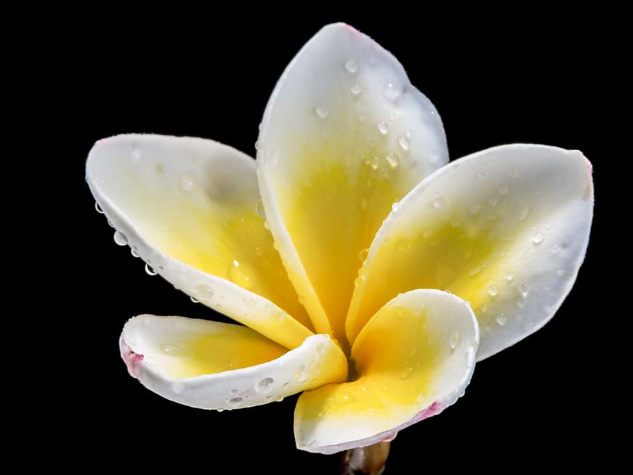 white and yellow petaled flower in bloom, Blossom, frangipani, HD wallpaper