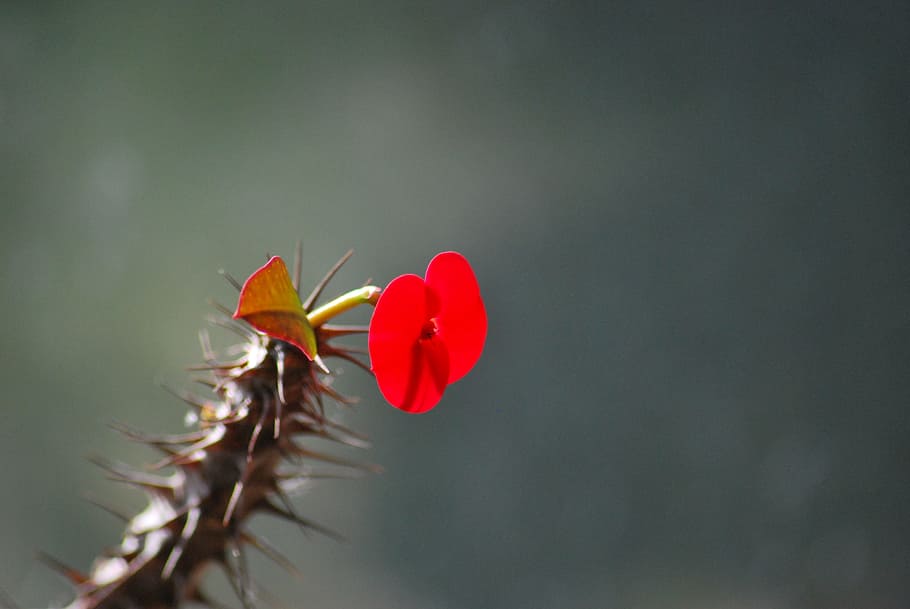 flower, red flower, cactus, plant, thorns, flowering plant HD wallpaper