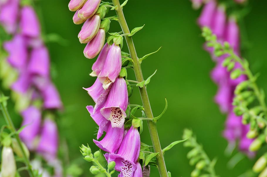 thimble, flower, toxic, bells, plant, spring flower, beautiful HD wallpaper