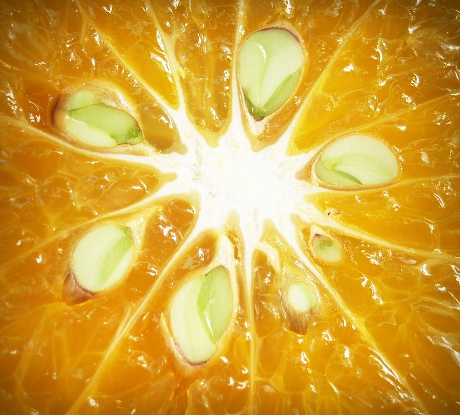 Orange, Fruit, Slice, White, Citrus, sour, isolated, agriculture HD wallpaper