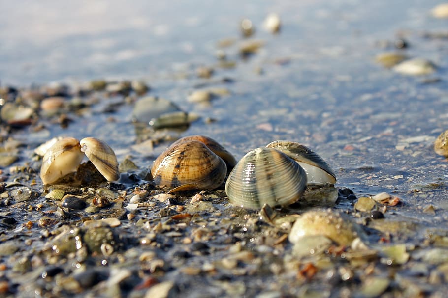 Shell, Macro, Nature, Sea, Water, natural, wet, outdoor, seashore HD wallpaper