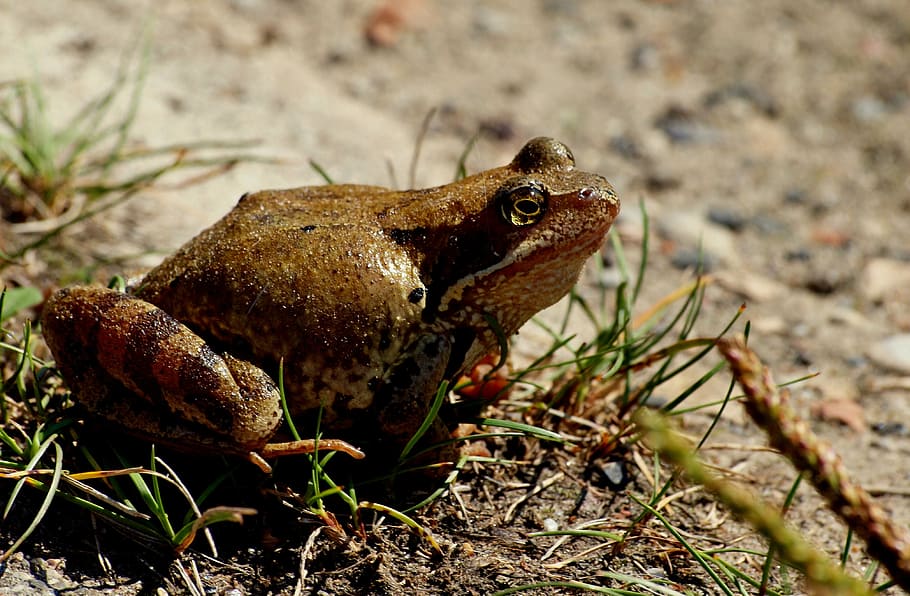 the frog, nature, amphibian, toad, animal, wildlife, brown HD wallpaper