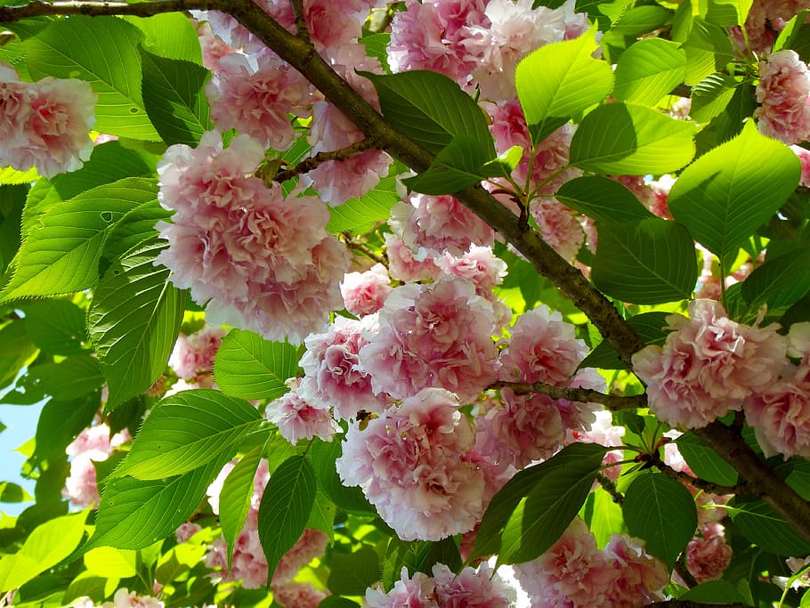 cherry tree, blossoms, flowers, spring, pink, branch, spring flower HD wallpaper