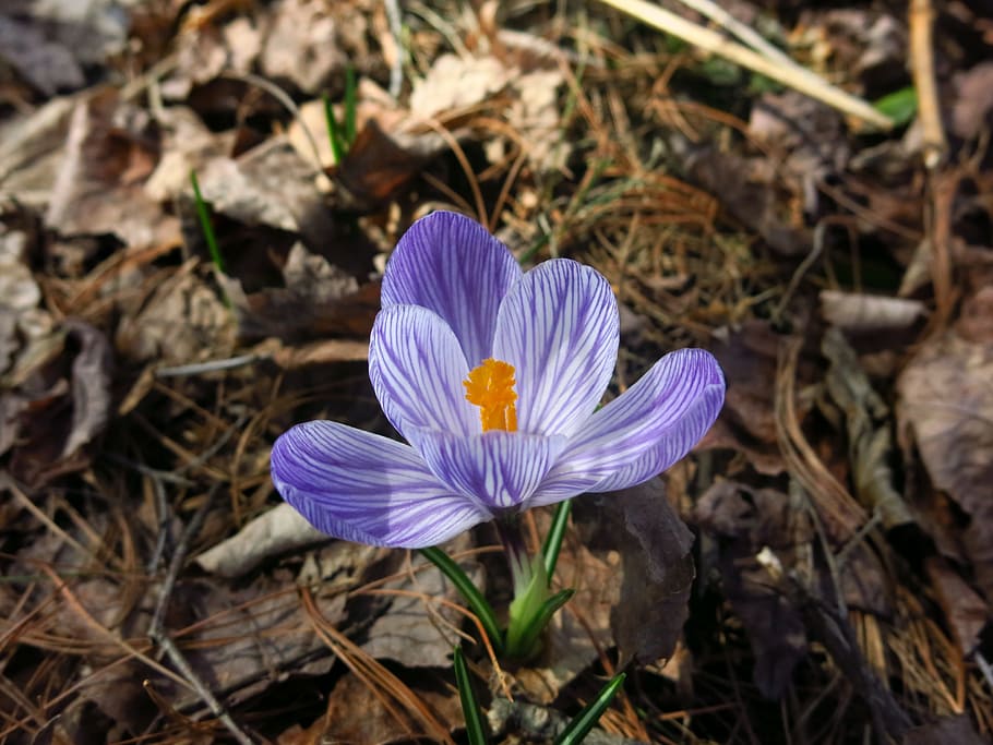 Crocus, Spring, Flower, Nature, Purple, bloom, springtime, botany HD wallpaper