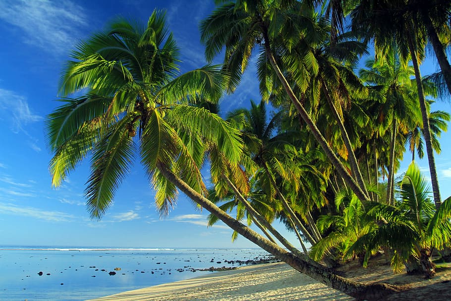 green palm tree near shoreline, palms, tropical beach, sand, seashore