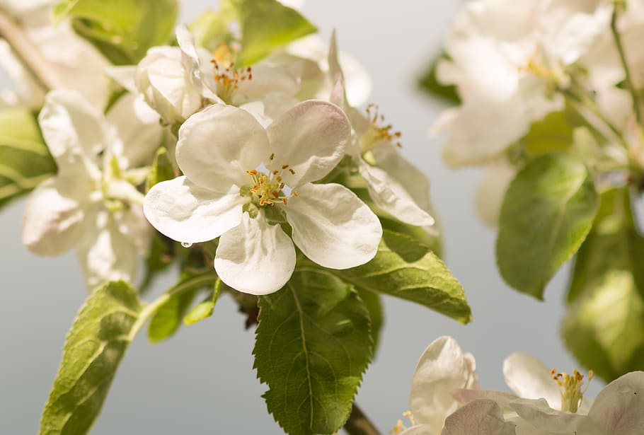 selective focus photography of white flowers, apple blossom HD wallpaper