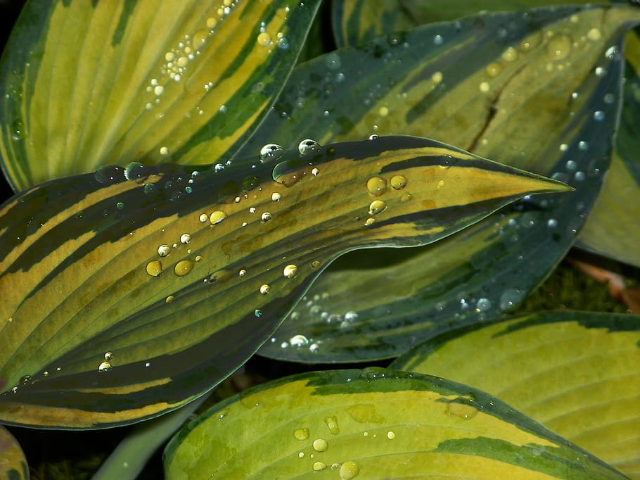 dew, rain, drops, raindrop, close, drip, leaves, plants, summer HD wallpaper