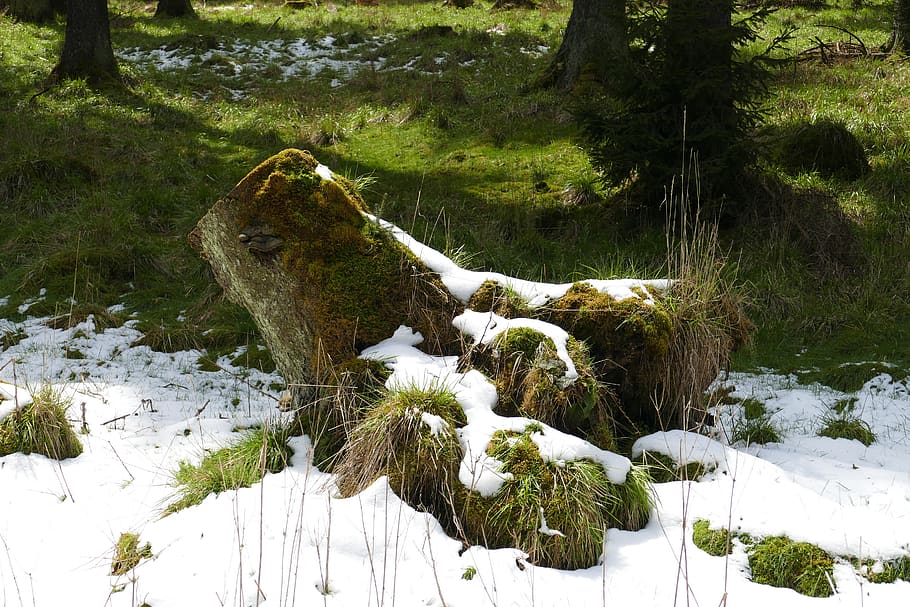 tribe, log, snow, spring, thaw, forest, nature, plant, water, HD wallpaper