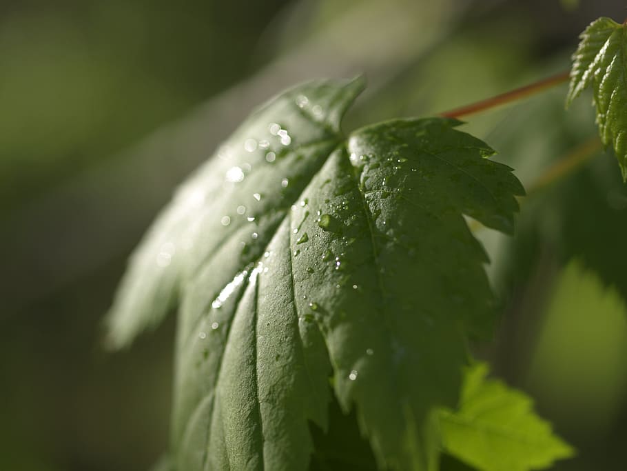nature, leaf, green, maple, drop, close-up, water, green color HD wallpaper