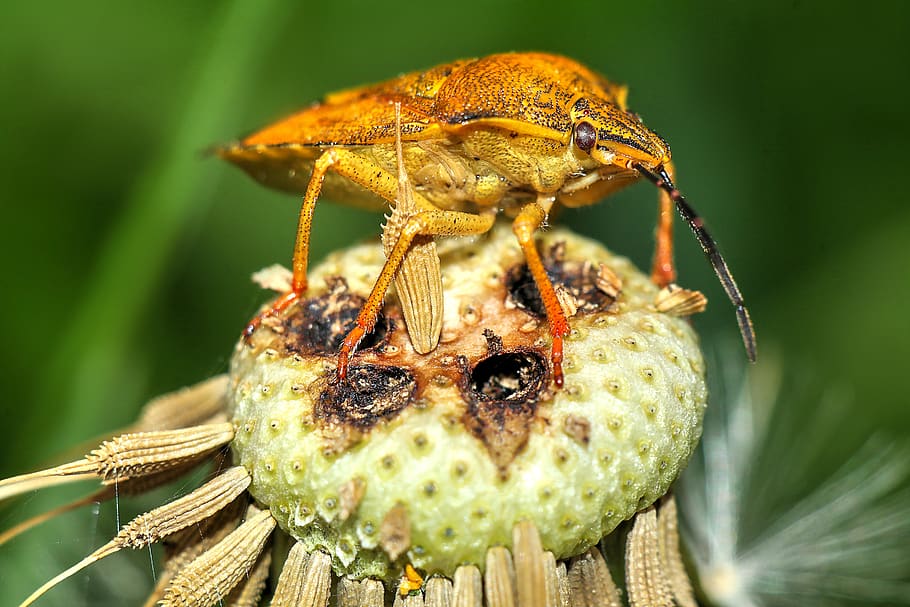 insect, macro, a small insect, nature, animal themes, animal wildlife HD wallpaper