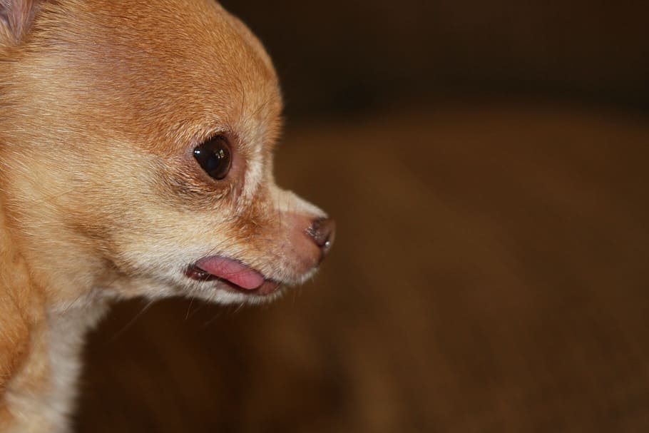 selective focus photography of tan Chihuahua puppy, Purebred, HD wallpaper