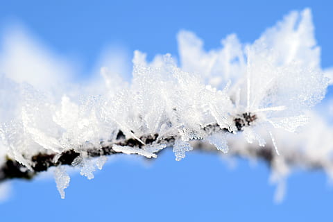 macro photography of white leaves, Frost, Wintry, Ice, Winter Magic HD wallpaper