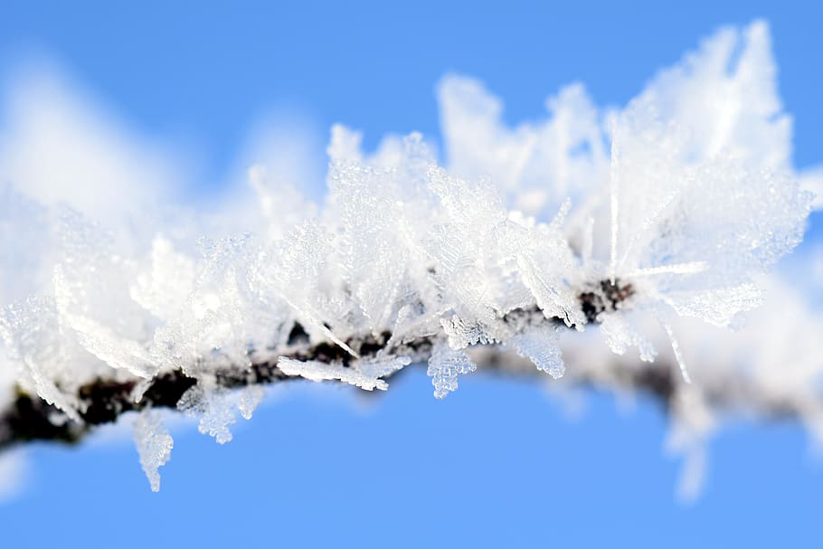 macro photography of white leaves, Frost, Wintry, Ice, Winter Magic HD wallpaper