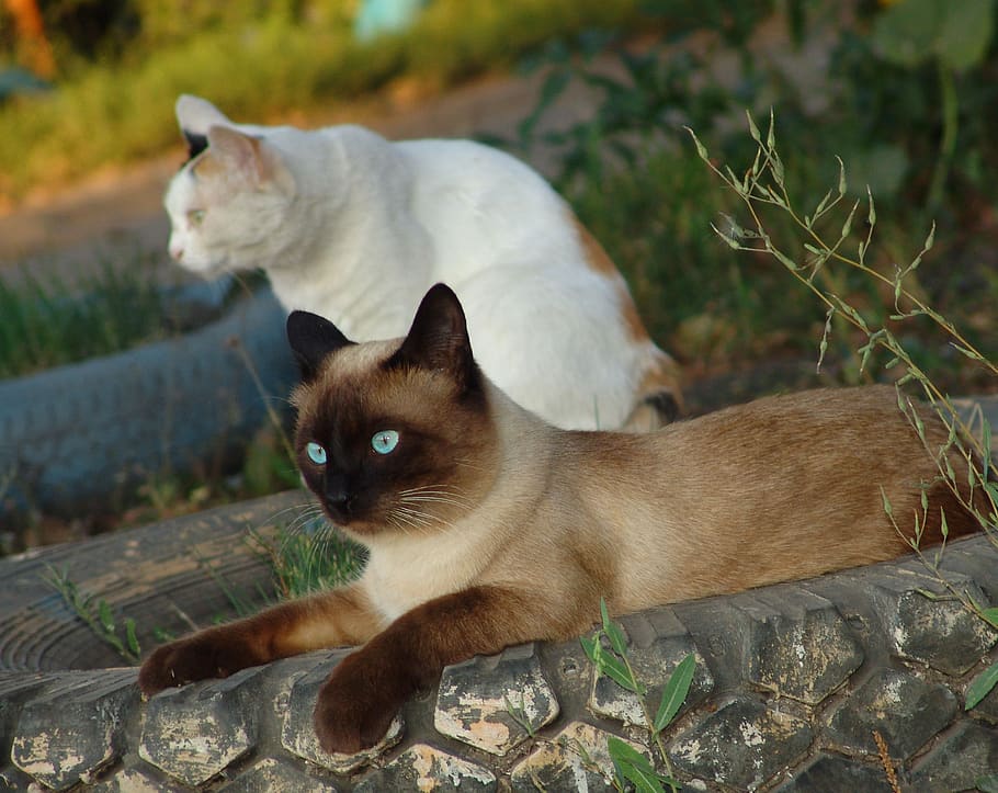cats, pet, cat looking, eyes, siamese cats, pets, white cat HD wallpaper
